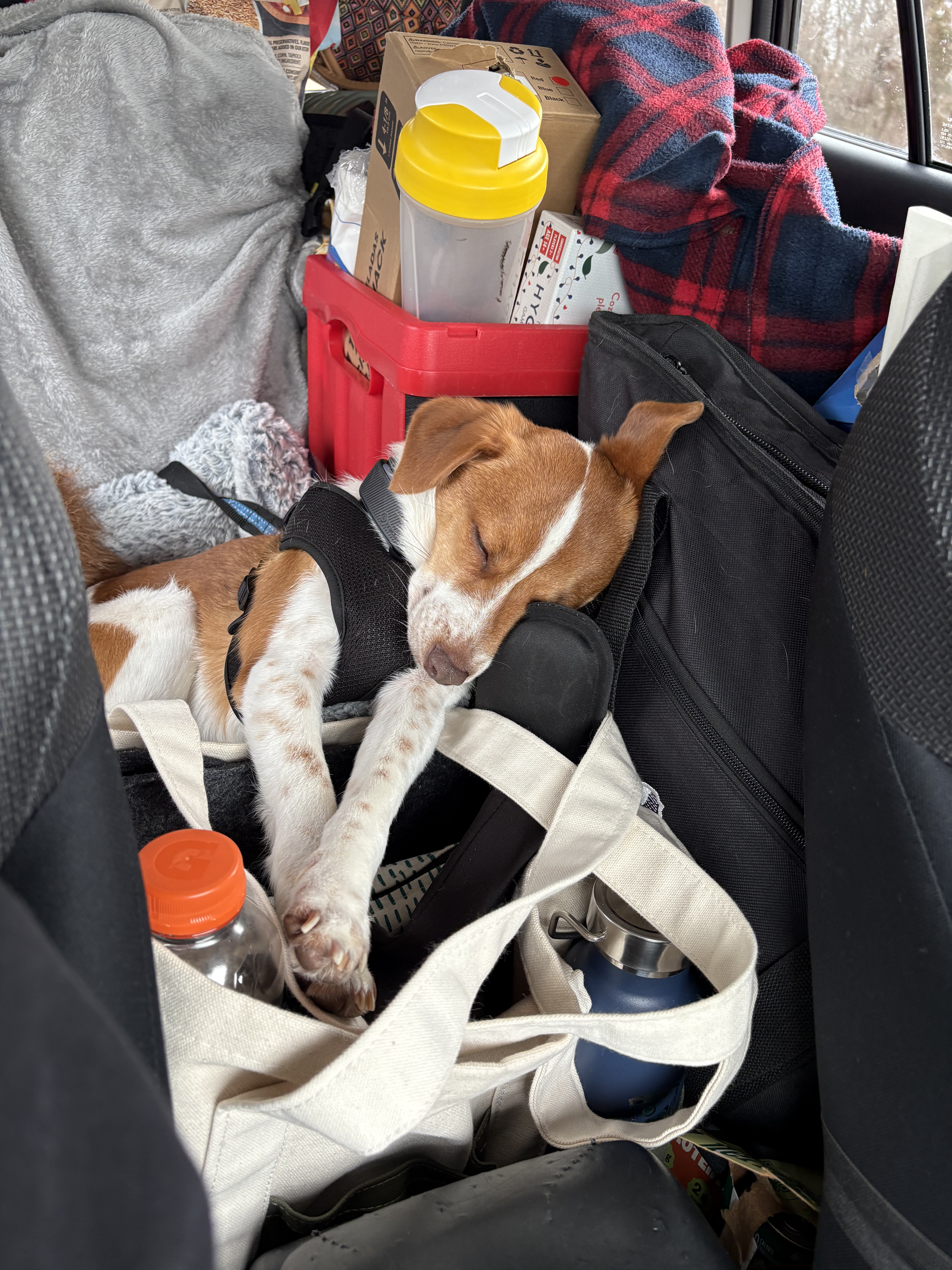 Lenny sleeping in Springfield, MO